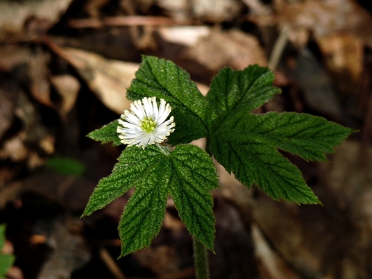 {Hydrastis canadensis}